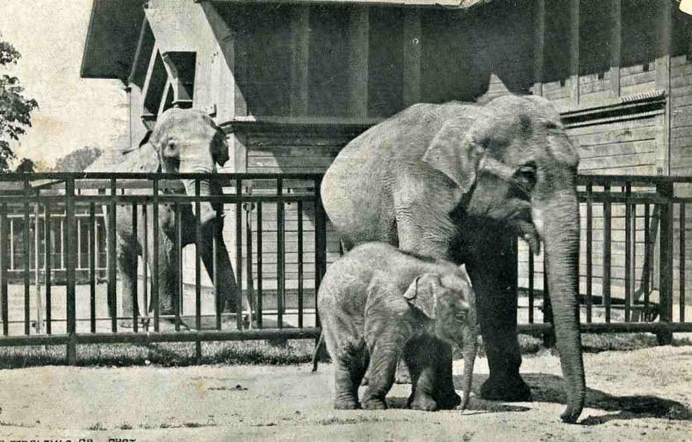 Quist Ferslew  st Kiosken Zoologisk have Kbh 1908