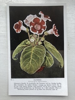 Plantekort, nr 2, Gloxinia, Areklett og Harstad
