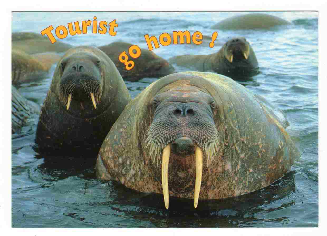 Hvalross Walruses Aune