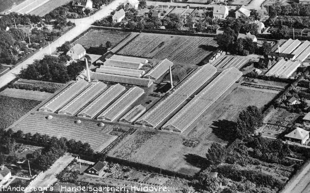 H Anderssons handelsgartneri Hvidovre Jensen 77173
