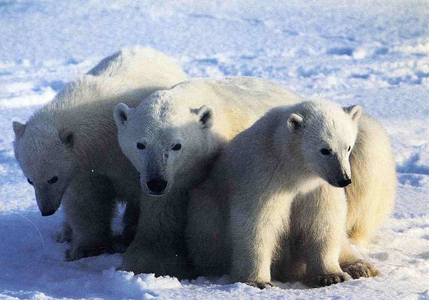 Arctic wildlife
