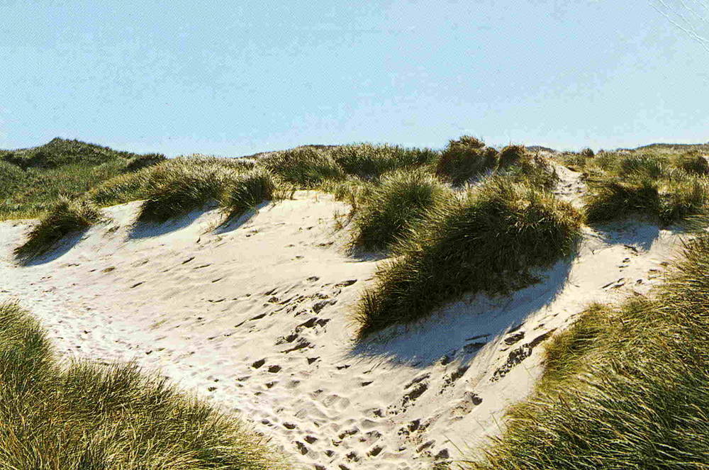 Vesterhavet Wadmann 1990