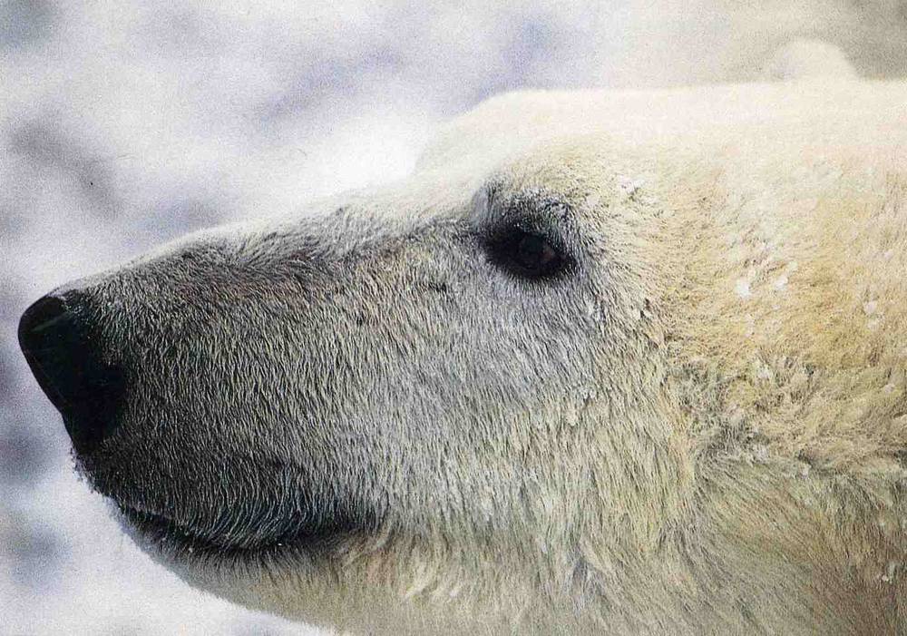 Isbjørn Arctic wild life Svalbard