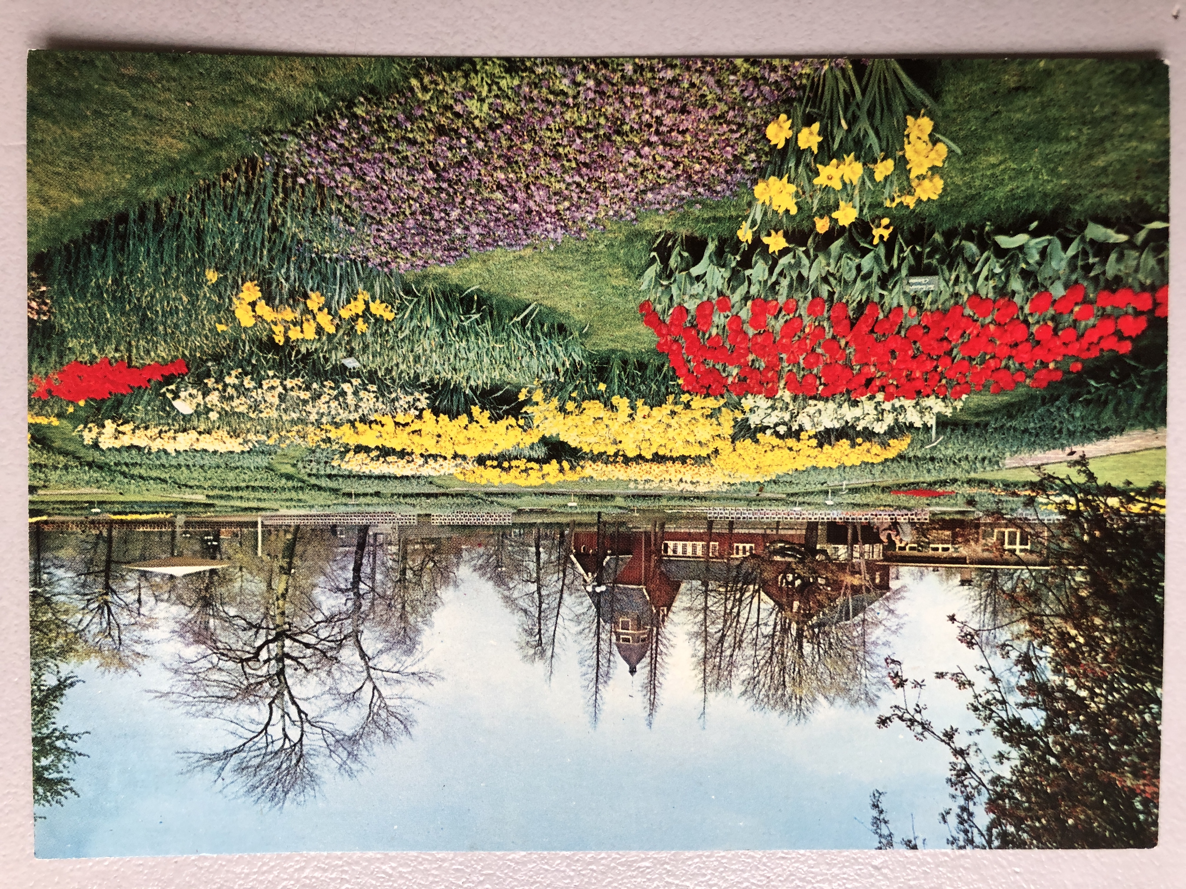 Floriade, internasjonal Tulipanutstilling, 1960, N.V V/H Van Ditmar´s import, F102