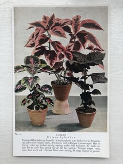 Plantekort, nr 11, coleus, Areklett og Harstad