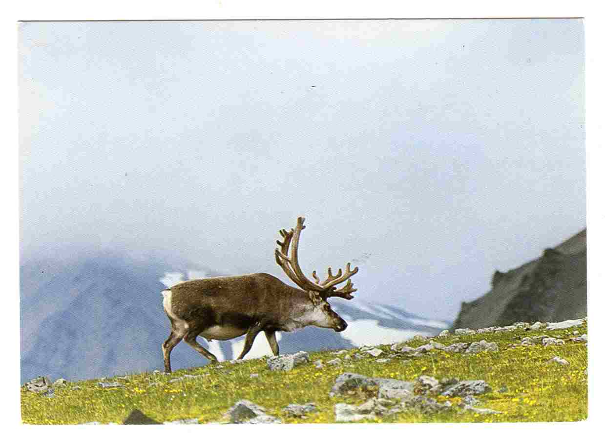 Svalbard-rein A; F 8825 8