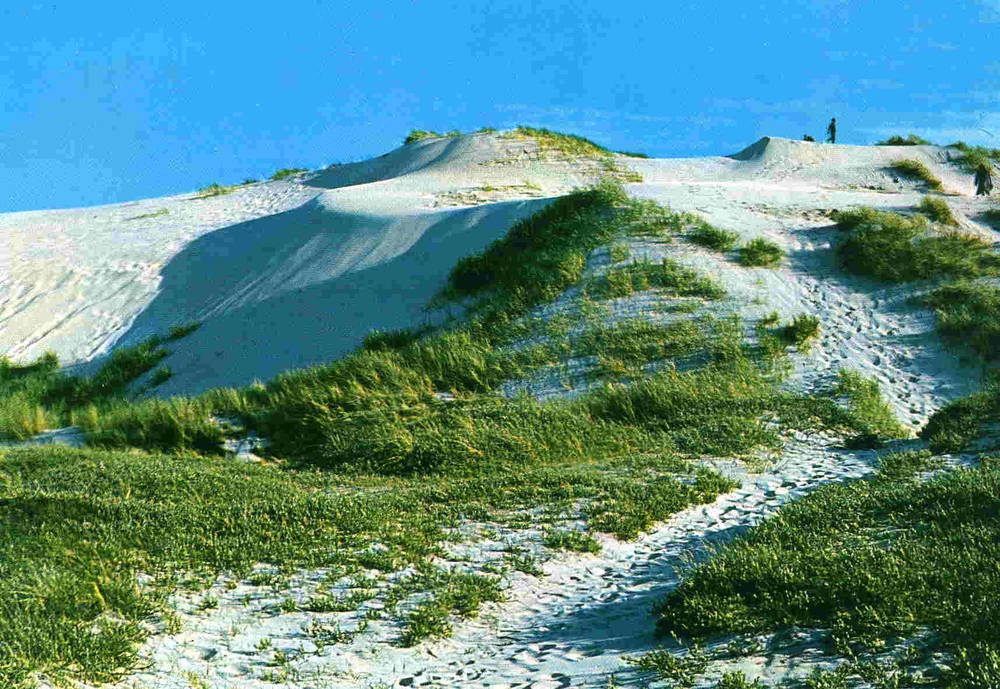 Raabjerg Miile 1973 Græsbøll