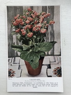 Plantekort, nr 6, Calceolaria, Areklett og Harstad