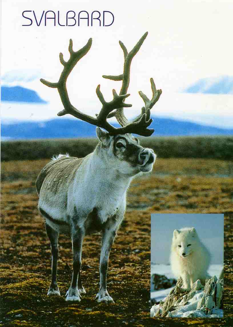 Svalbard  Rein og rev To foto 95 1634