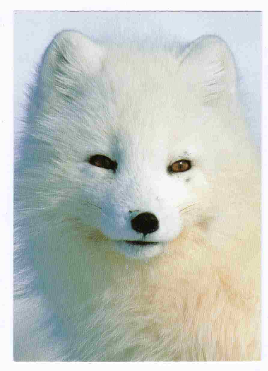 Hvitrev Arctic fox To foto 95 1626