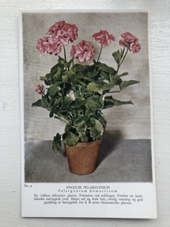 Plantekort nr 9. Engelsk pelargonium, Areklett og Harstad