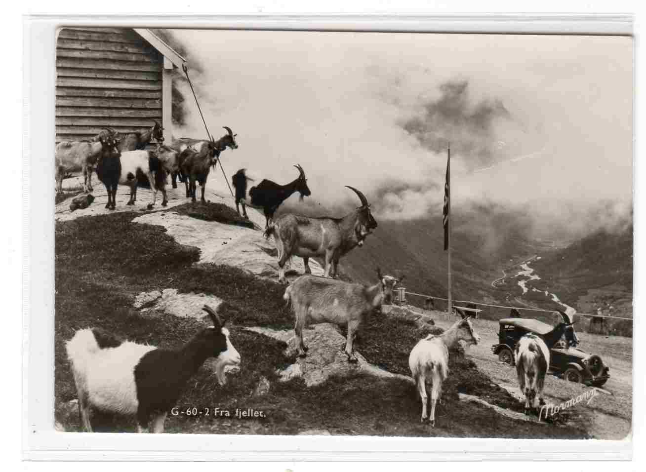 Fra fjellet No; G 60 2