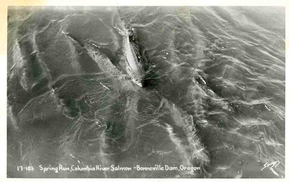 17 103 Spring run "Columbia river salmon"-Bonneville Dam,Oregon Sawyers