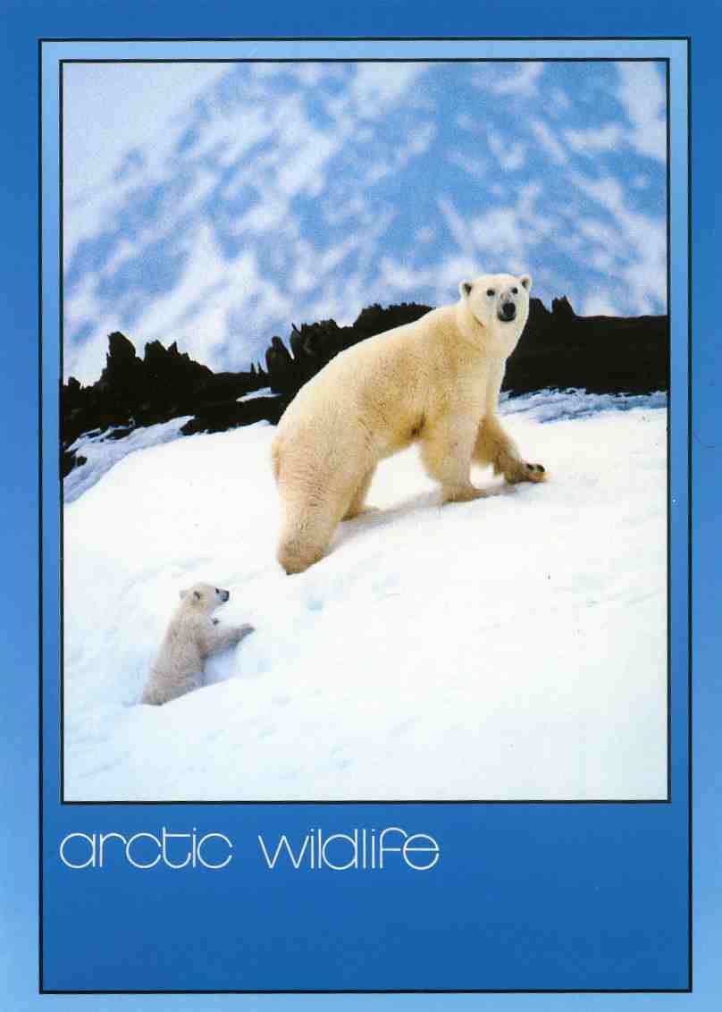 Isbjørnhunn med unge To foto 91 804