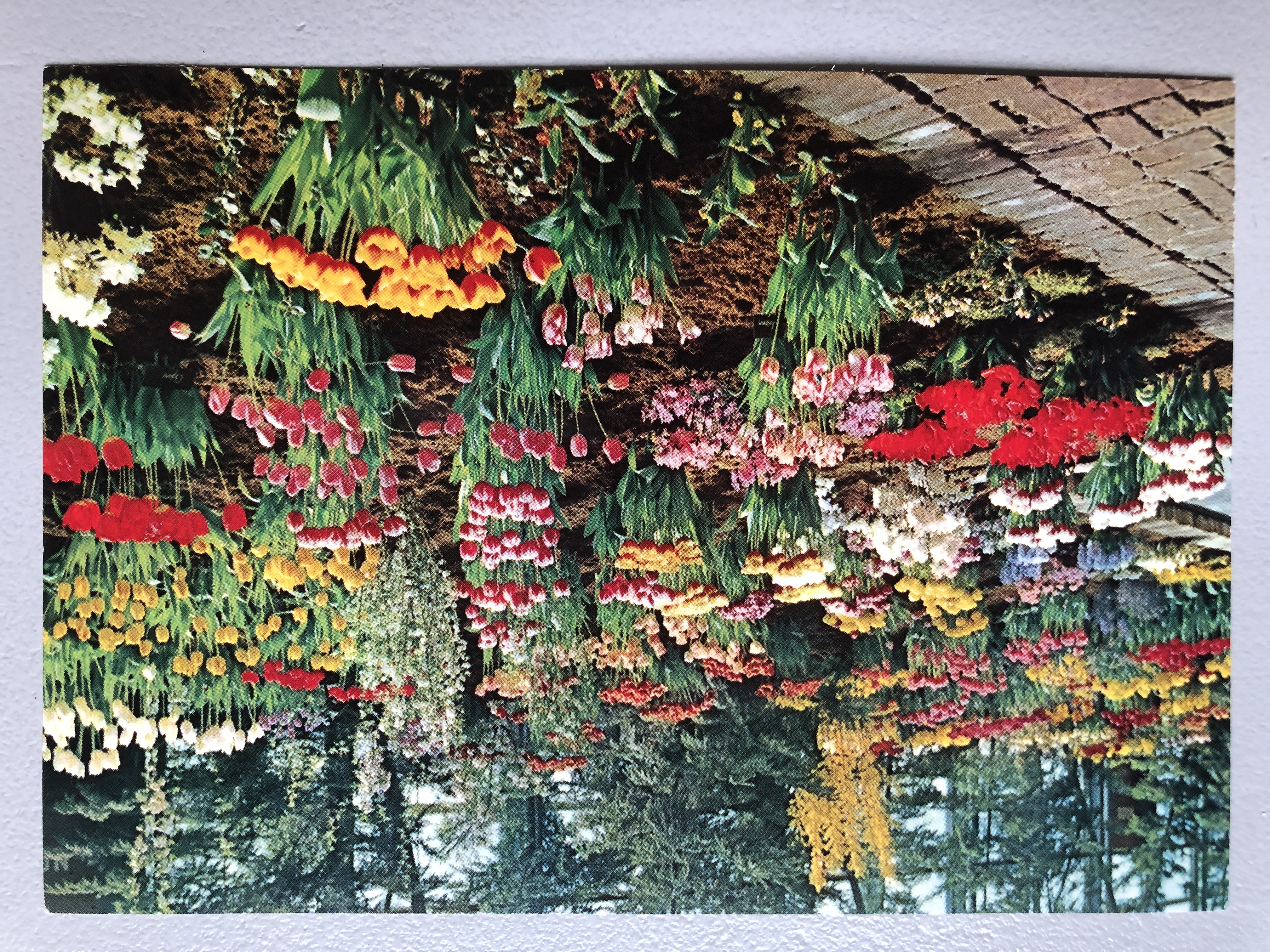 Floriade, internasjonal Tulipanutstilling, 1960, N.V V/H Van Ditmar´s import, F104