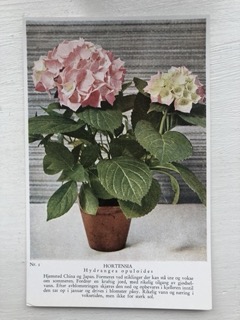 plantekort,nr 1, Hortensia, Areklett og Harstad