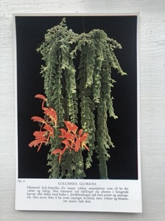 Plantekort, Columnea Gloriosa, nr 8, Areklett og Harstad