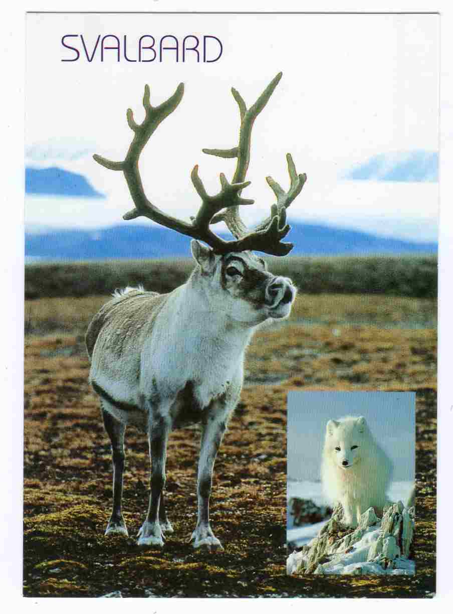 Arctic caribou and fox Rein og rev To foto 95 1634